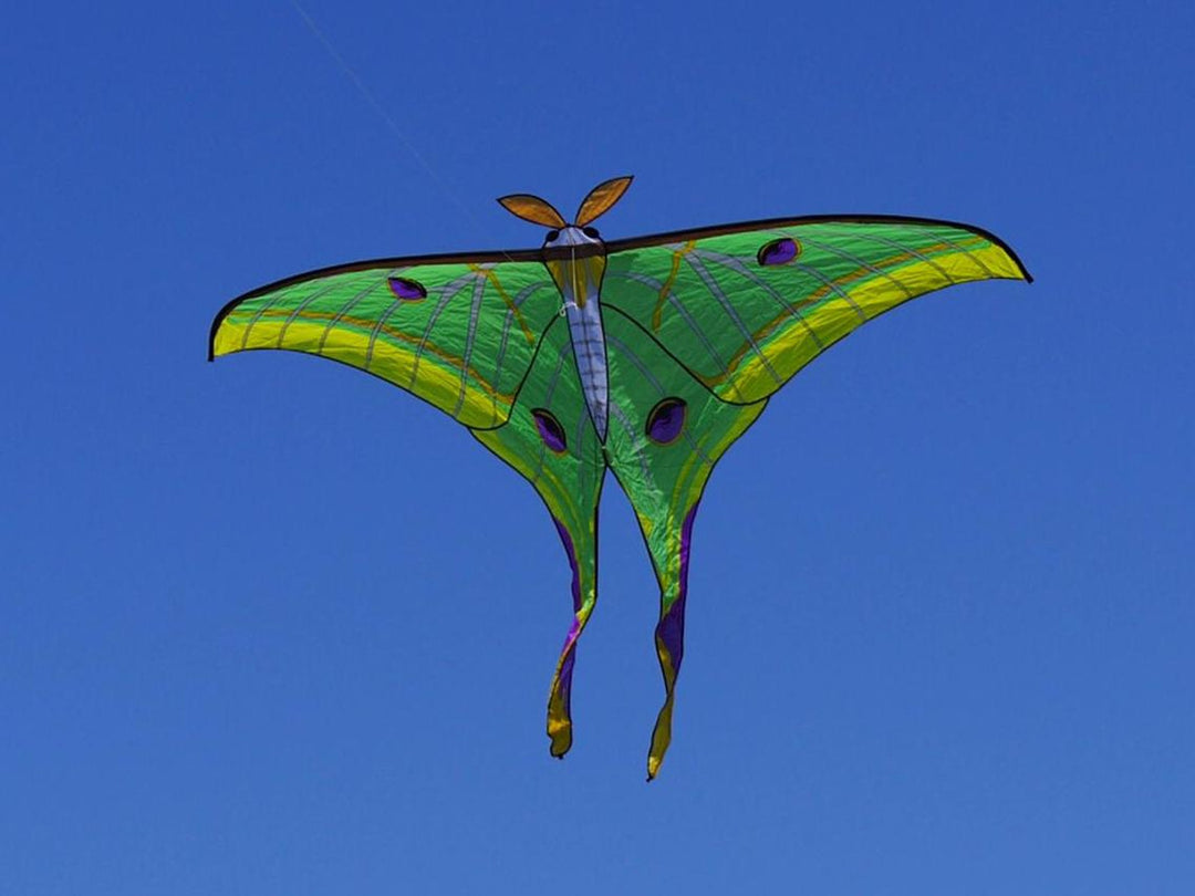 Luna Moth