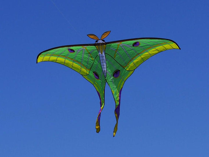 Luna Moth