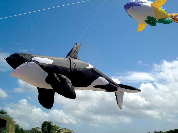 Killer Whale - Inflatable - Picture Pretty KitesKiller Whale - InflatableKite Accessories;Single Line Kites;Single Line Kites/Specialty Kites;Single Line Kites/Specialty Kites/Inflatable Kites ;Brands/Premier KitesPR45985Picture Pretty KitesPR4598559893473Killer Whale - Inflatable