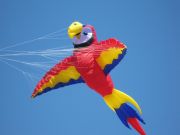 Mega Macaw - Picture Pretty KitesMega MacawBargain Bin;Brands/Premier KitesPR45954Picture Pretty KitesPR4595441051873Mega Macaw