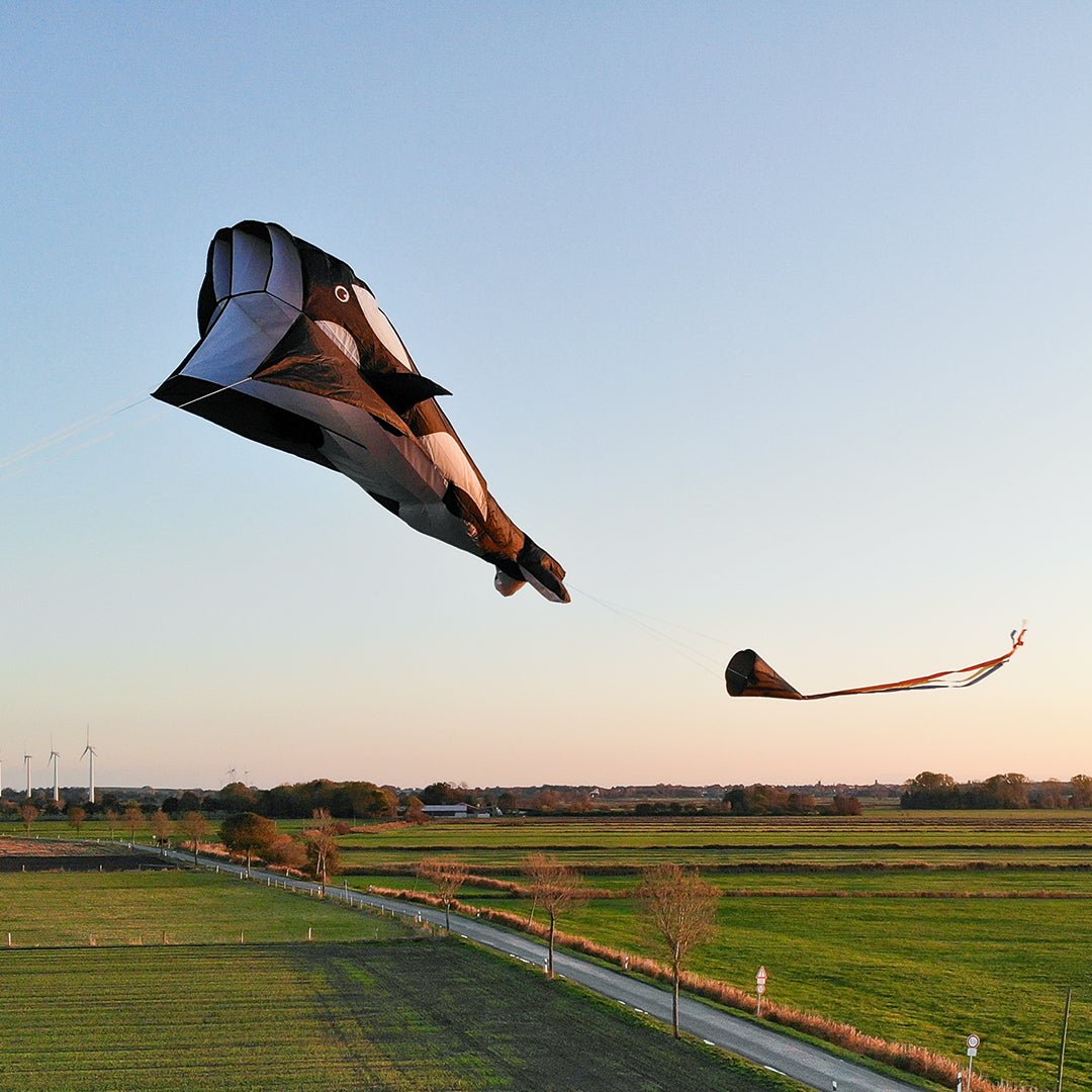 Parafoil Kite Orca - Picture Pretty KitesParafoil Kite OrcaSingle Line Kites;Single Line Kites/Animal Kites;Single Line Kites/Animal Kites/Sea Life Kites;Brands/HQ KitesHQ106719 /C47Picture Pretty KitesHQ106719 /C4778309089Parafoil Kite Orca