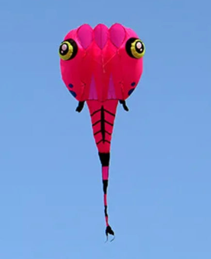 8sqm Tadpole  Inflatable